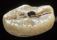 A broca-do-café nada mais é que um pequeno besouro de cor escura responsável pela infestação de toda a plantação PRAGAS DO CONILON